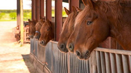 Cranbourne Chase (2021) - Episode 19 poster and promotional image