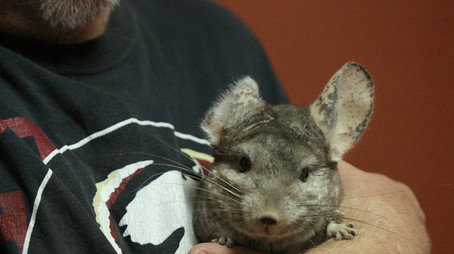 Dr. K's Exotic Animal ER Сезон 2
