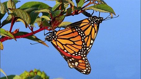The Incredible Journey of the Butterflies (2009) - Episode 10 poster and promotional image