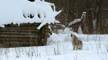 Radioactive Wolves (2011) - Episode 1 poster and promotional image