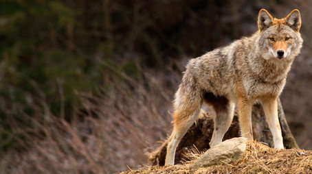 The Invaders Sezóna 1