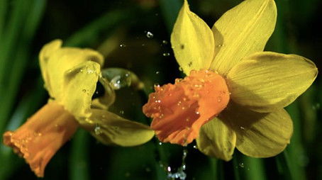 First Signs of Spring (2021) - Episode 12 poster and promotional image