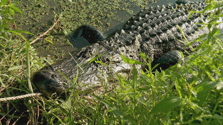 Swamp People Сезон 15