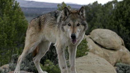 The Wolf That Changed America (2008) - Episode 4 poster and promotional image