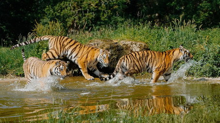 Animal Park Stagione 25