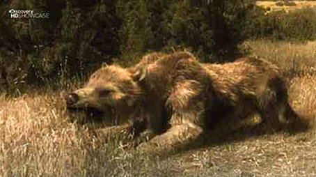 Mega Beasts Évad 1