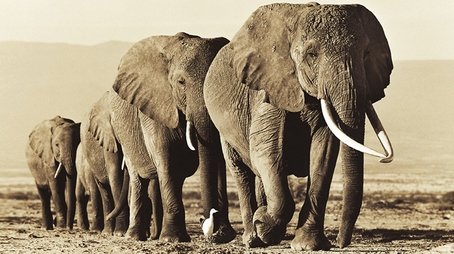 Echo - An Unforgettable Elephant (2010) - Episode 2 poster and promotional image
