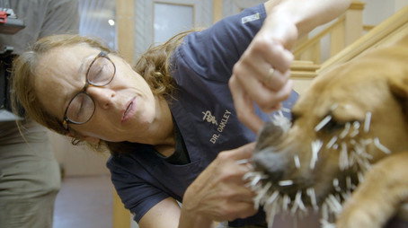 Dr. Oakley, Yukon Vet Сезон 9