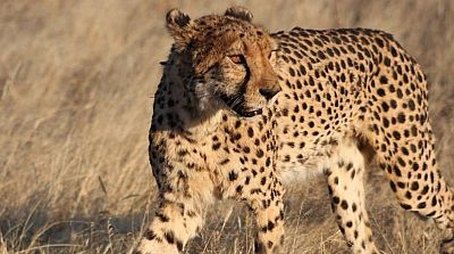 Cheetahs in a Hot Spot (1998) - Episode 10 poster and promotional image