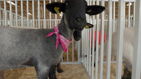 The Incredible Pol Farm Sezóna 1