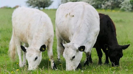 Lower Hampen Farm (2023) - Episode 23 poster and promotional image