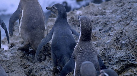 Penguins: Spy in the Huddle Évad 1