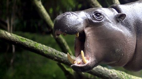 The Pygmy Hippo: A Very Secret Life (2014) - Episode 5 poster and promotional image