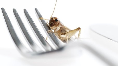 Edible Insects (2021) - Episode 16 poster and promotional image