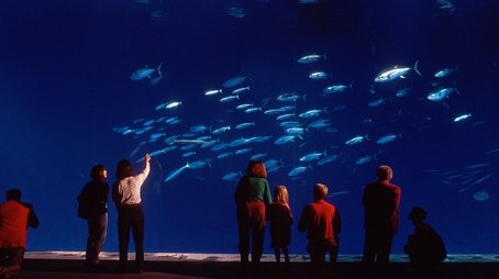 Oceans in Glass: Behind the Scenes of the Monterey Bay Aquarium (2006) - Episode 6 poster and promotional image