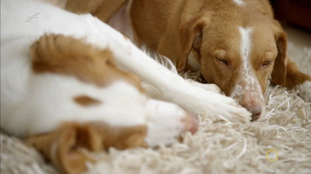 Secret Life of Dogs Stagione 1