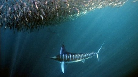 Superfish (2008) - Episode 15 poster and promotional image