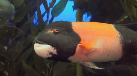 The Aquarium Stagione 2