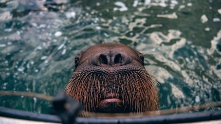 The Last Walrus (2021) - Episode 14 poster and promotional image