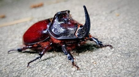 Pequenos Gigantes da Natureza115
