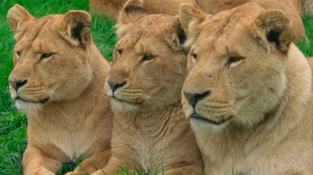 Animal Park Stagione 25