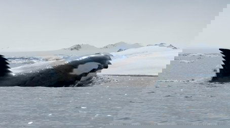 Expedition Killer Whale (2025) - Episode 8 poster and promotional image