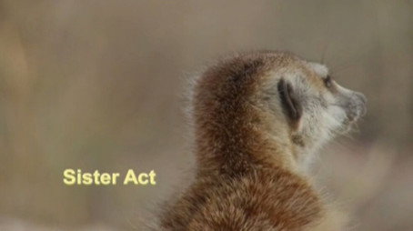 Meerkat Manor Évad 3