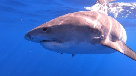 Sharks of Hawaii (2021) - Episode 12 poster and promotional image