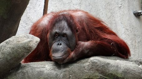 Orangutans: Just Hangin' On (1997) - Episode 5 poster and promotional image