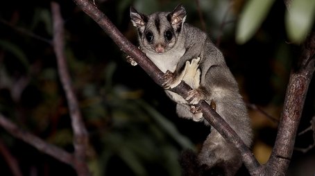 Pequenos Gigantes da Natureza17