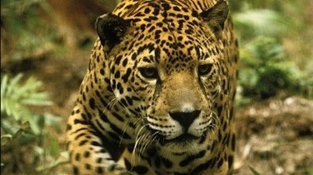 Jaguar: Year of the Cat (1995) - Episode 1 poster and promotional image