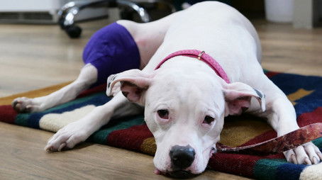 The Plot Chickens (2022) - Episode 12 poster and promotional image