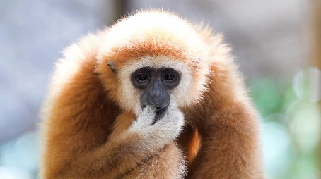 72 Dangerous Animals: Asia Сезон 1