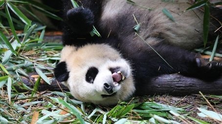 Know My Name, Giant Panda (2020) - Episode 45 poster and promotional image