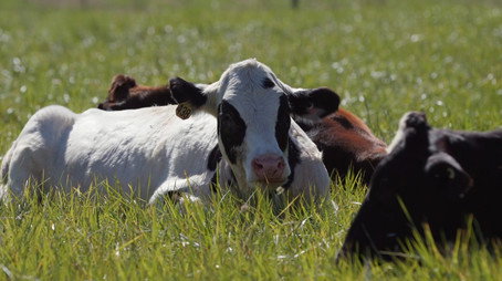 The Incredible Pol Farm Sezóna 1