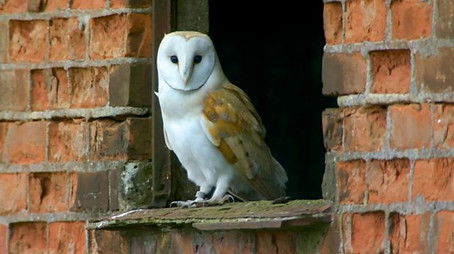 Compton Verney (2021) - Episode 49 poster and promotional image