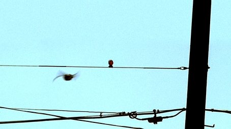 Plain Sight
