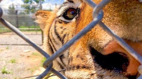 Tigers: Hunting the Traffickers (2020) - Episode 6 poster and promotional image