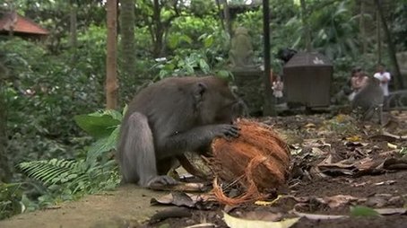I Love Monkeys! (2013) - Episode 4 poster and promotional image
