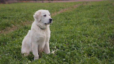 The Incredible Pol Farm Sezóna 1