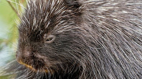 Animal Park Stagione 22