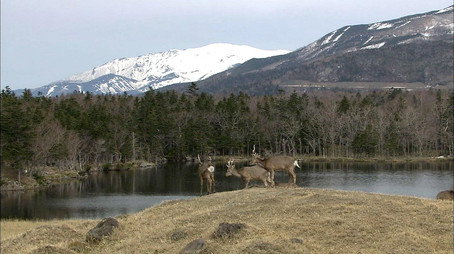 Wild Hokkaido! Сезон 2