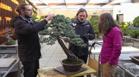 Episode 18 MIFGS; Bonsai, Quandong, Green Tea & Illawarra (2022) - Episode 18 poster and promotional image