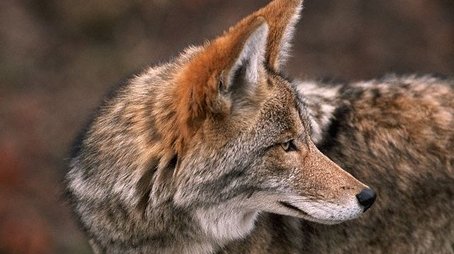Coyote: the Ultimate Survivor? (2001) - Episode 15 poster and promotional image