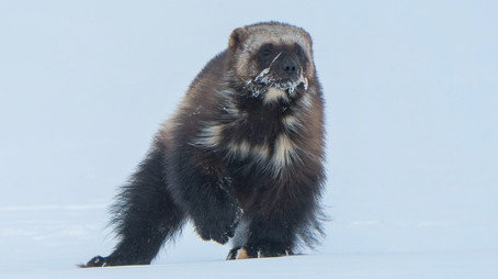 Mammals Сезон 1