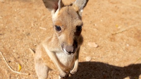 Kangaroo Dundee and Other Animals (1) (2016) - Episode 3 poster and promotional image