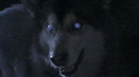 Die Geschichte vom Wolfs-Amulett