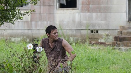 Die Cherokee Rose