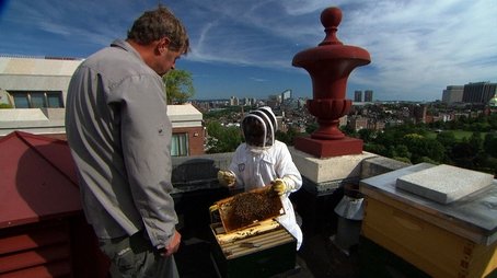 Setting Up a Beehive; Adding Lighting to a Dark Kitchen (2014) - Episode 7 poster and promotional image