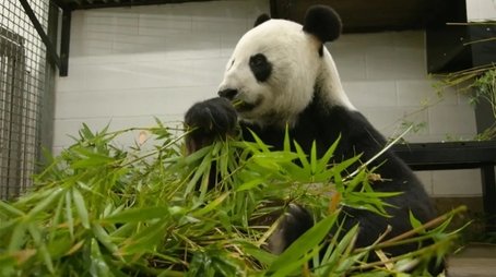 Episode 25 Bamboo for Pandas, Growing Tea & Wicking Beds (2021) - Episode 25 poster and promotional image